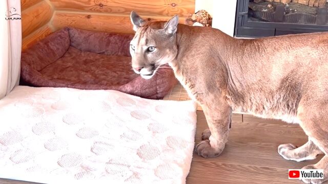 どこにいるの 不思議だよ 家ピューマと庭チーターにスマホで猫の鳴き声を聞かせてみた ニコニコニュース