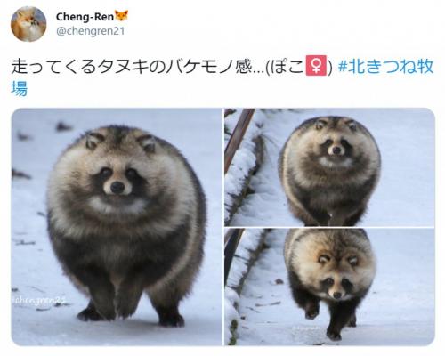 バケモノ感 まんまるタヌキの写真がtwitterで話題 重量感ある 抱きしめたい の声 ニコニコニュース