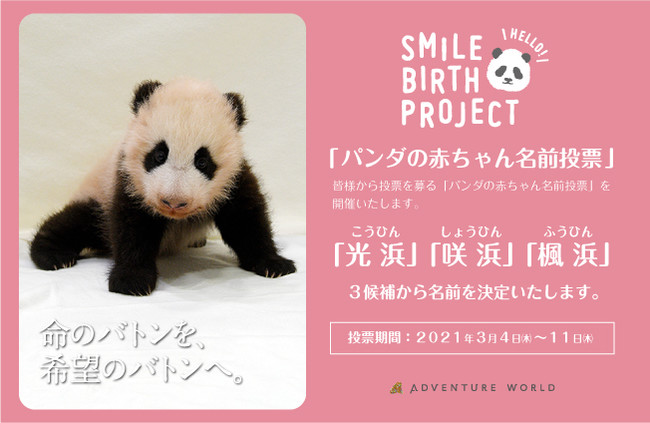 パンダの赤ちゃん名前募集 ３つの名前候補発表 光浜 こうひん 咲浜 しょうひん 楓浜 ふうひん パ ニコニコニュース