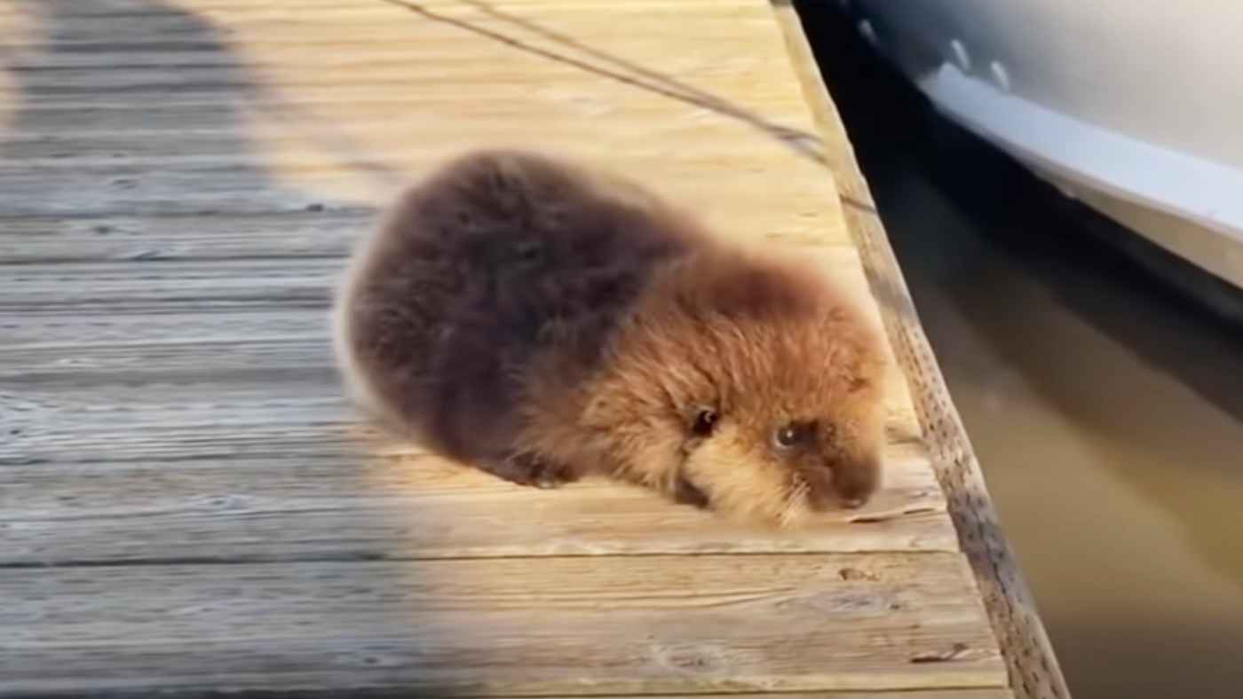 天使のように可愛い 一人で歩けないラッコの赤ちゃんがママのところに行くために取った方法が可愛すぎる ニコニコニュース