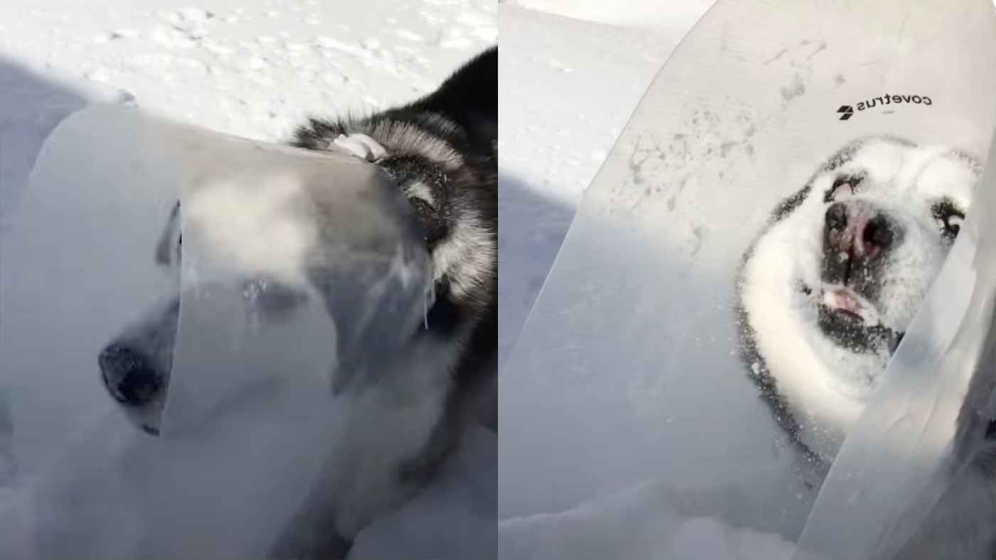 多くの犬が嫌いな カーラー を最大限に利用してドヤ顔で雪遊びを満喫するハスキー犬が話題に ニコニコニュース