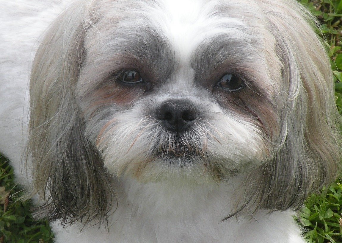 トリミング失敗したシーズー犬 この世の終わりのような姿に飼い主大激怒 ニコニコニュース