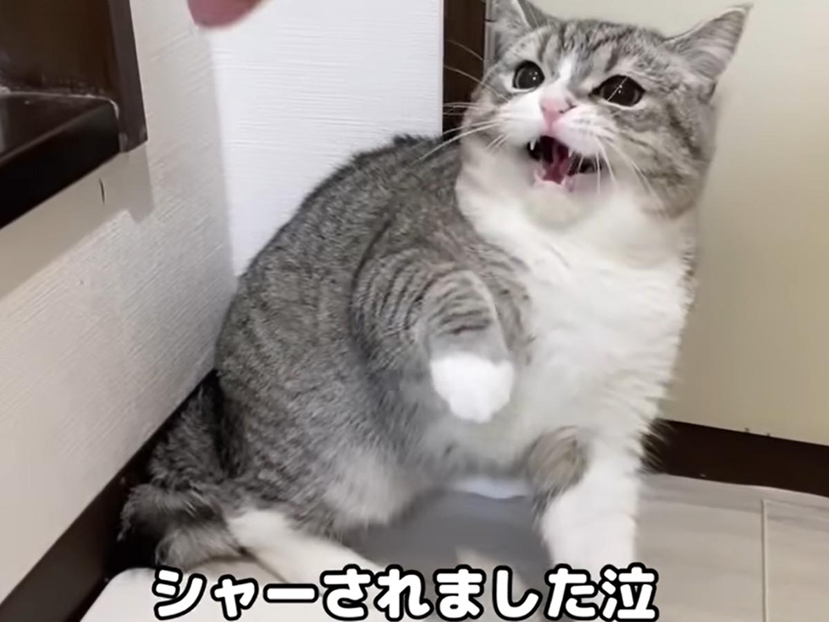 絶対に許さないニャ 浮気された猫ちゃん 態度が豹変し ニコニコニュース