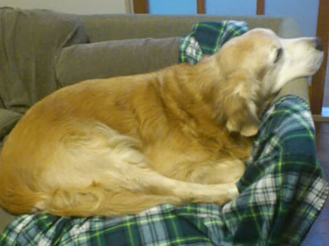 犬がくれたもの 震災で気づかされたこと ニコニコニュース