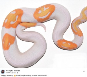 スマイルマーク模様のヘビ 通常価格の60倍の値で取引される 米 動画あり ニコニコニュース