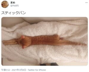 ナイススティック スティックパンになってしまった猫 ニコニコニュース