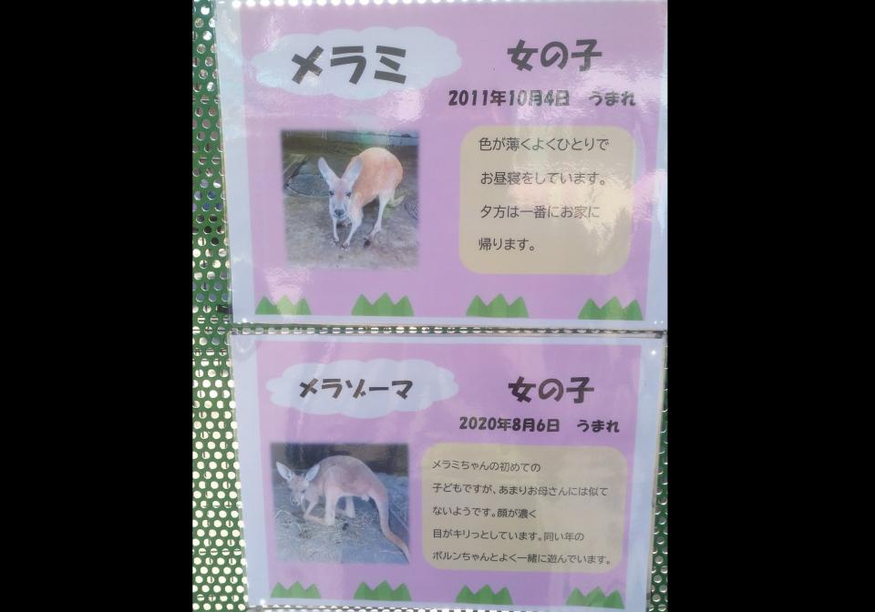 メラミ に メラゾーマ もしや飼育員ドラクエ好き インパクトでかいカンガルーの名前の由来 ニコニコニュース
