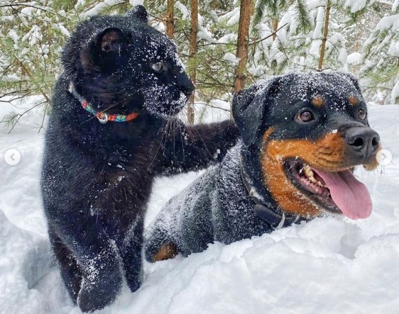 母親に捨てられた黒豹の赤ちゃん 飼い犬と深い絆を結び犬化が加速中 シベリア ニコニコニュース