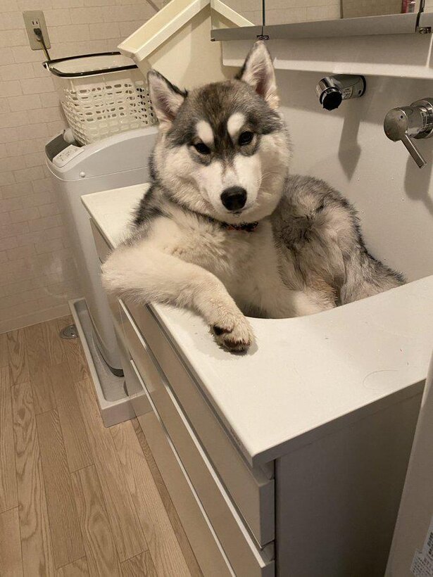 ダンディーすぎる と25万いいねのイケメンわんこ シベリアンハスキー ガウナちゃんの素顔は甘えん坊な女の子 ニコニコニュース
