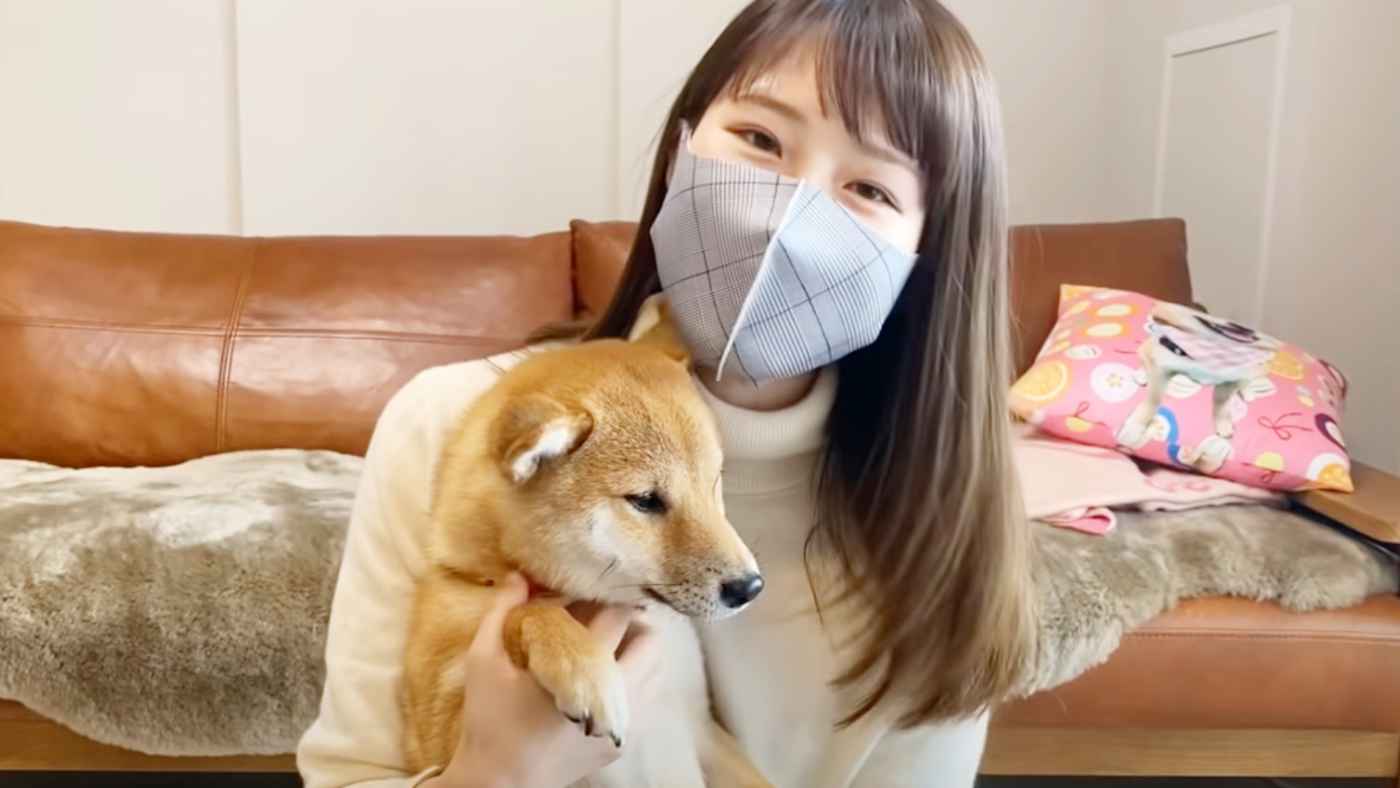 お散歩中に大好きなママがいたら柴犬は気づくか実験 思いもよらぬ反応が可愛すぎ ニコニコニュース