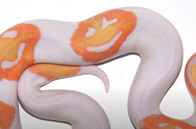 本物 体にニコニコマークがきざまれた蛇が誕生 高額で取引される ニコニコニュース