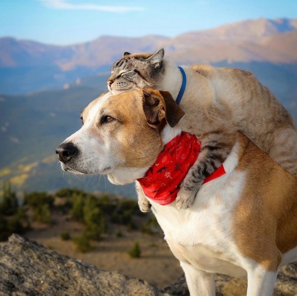 飼い主と一緒に冒険の旅を続ける犬と猫の物語 アメリカ ニコニコニュース