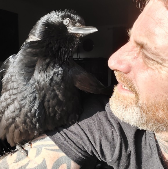 命絶え絶えだったカラスのヒナを保護した男性 元気に成長したカラスのジャイアン化が進む イギリス ニコニコニュース