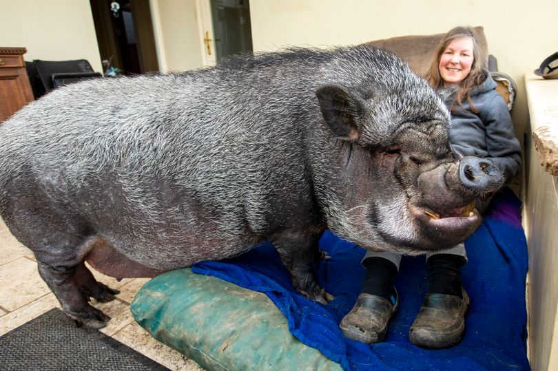 ミニブタだと言われて飼った豚が100キロを超えた件 イギリス ニコニコニュース