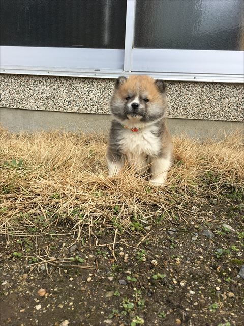 丸々ふわふわな秋田犬の赤ちゃん 家族になって丸3年 立派な秋田犬に成長した姿もやっぱり丸ふわ ニコニコニュース