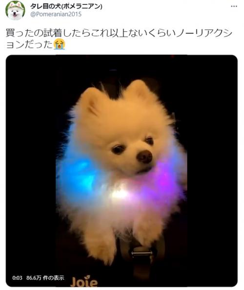 ジワジワくる これ以上ないくらい真顔のポメラニアンが話題 ゲーミング犬 めっちゃ虚無 ニコニコニュース