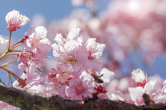 花といえば桜 お花見の起源と 季語 花疲れ に込められた意味とは ニコニコニュース