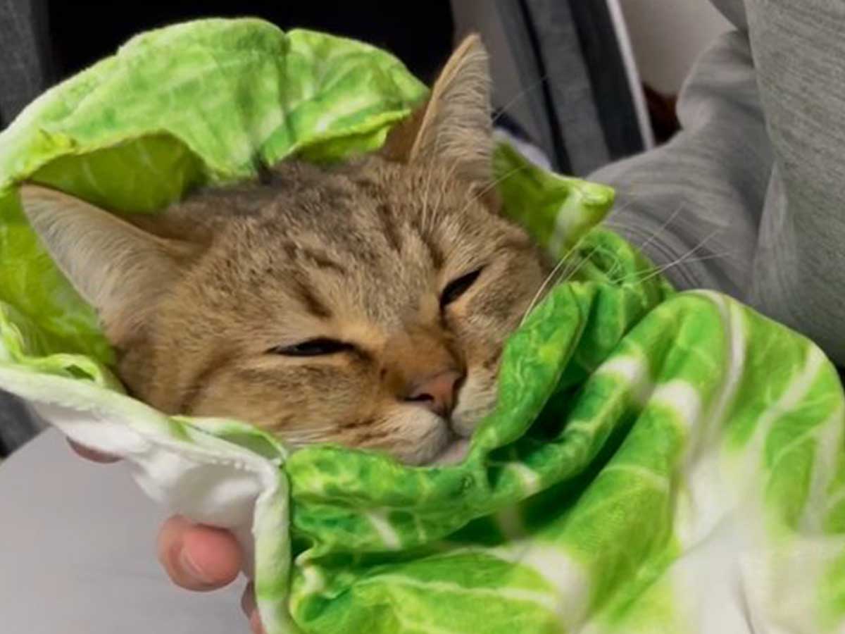 想像の１億倍かわいかった 子猫を白菜で包んでみると ニコニコニュース