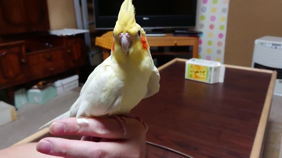 オカメインコの飼育の基本
