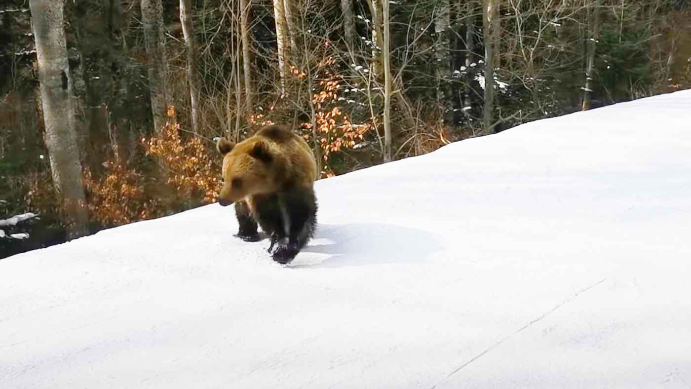 大きなクマにいつまでも猛スピードで追いかけられるスキーヤーの視点動画が怖すぎると話題に ニコニコニュース