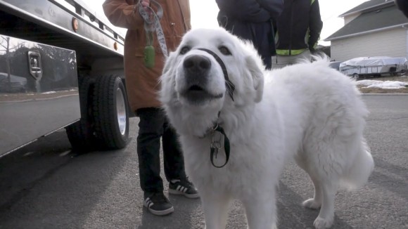 散歩中に飼い主が突然発作 犬が体を張って車を止め 助けを求める カナダ ニコニコニュース