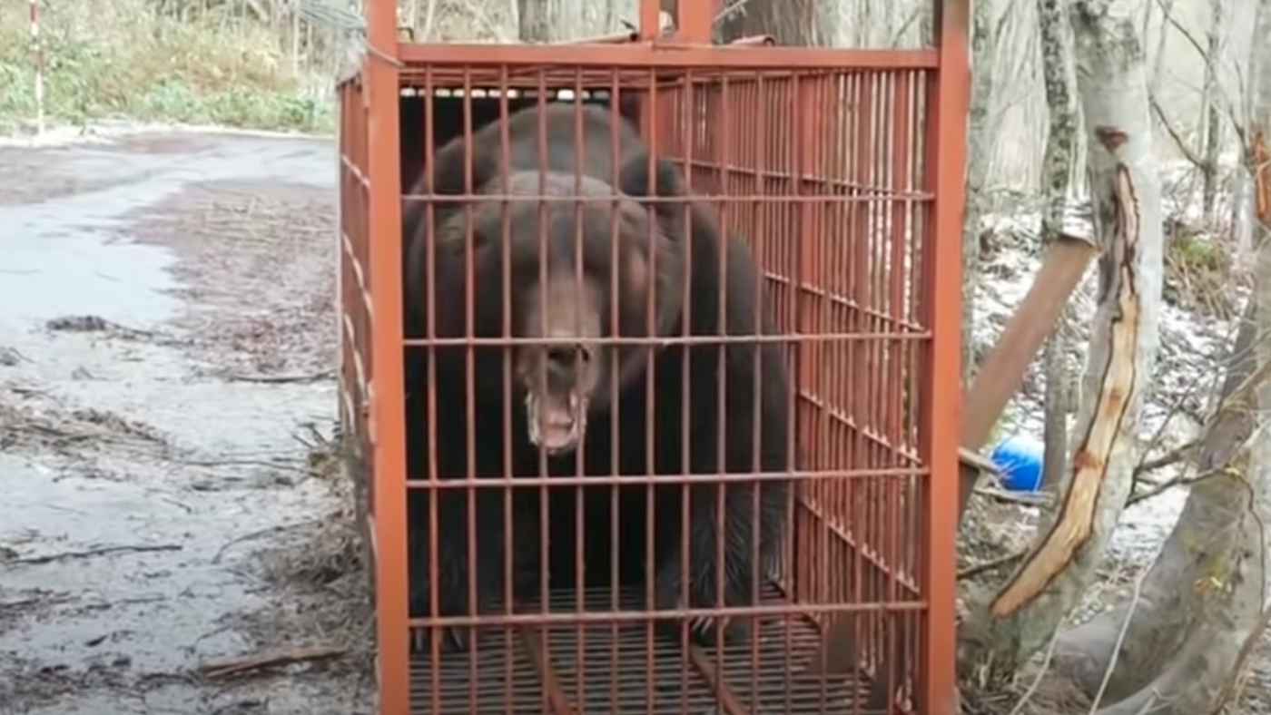 北海道で捕獲された巨大ヒグマの声が怖すぎる ニコニコニュース
