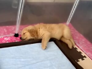 愛犬が痙攣 動物病院にみてもらったら 意外な理由に飼い主脱力 ニコニコニュース