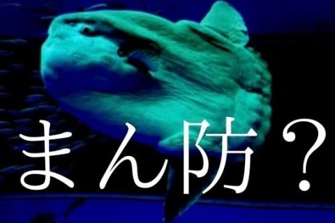 ゆるすぎ略称 まんぼう 知事や大臣に嫌われ消滅か ネットで 北杜夫 ヤン坊マー坊 懐かしむ声 ニコニコニュース