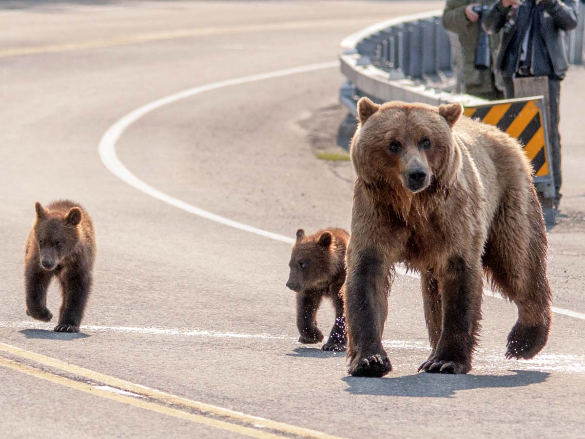 ４頭の子グマを連れて道路を渡る母グマを見た人たちが 気持ちが分かる ニコニコニュース