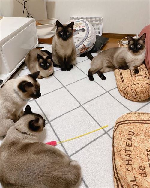 Images Of 利用者 会話 シャムネコ Japaneseclass Jp