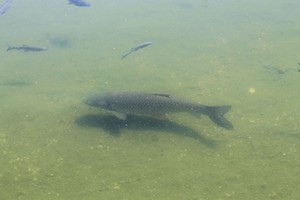 川に生息する鯉を 誰も捕って食わない日本 は豊かな国だ 中国 ニコニコニュース