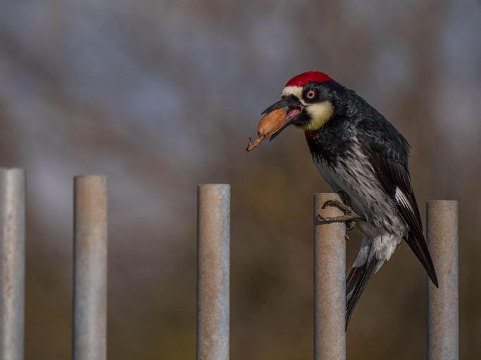鳥のバトルロワイヤル ドングリキツツキのバトルは相手が死ぬまで戦う それを観戦しに集まる仲間も ドングリ大量注意 ニコニコニュース