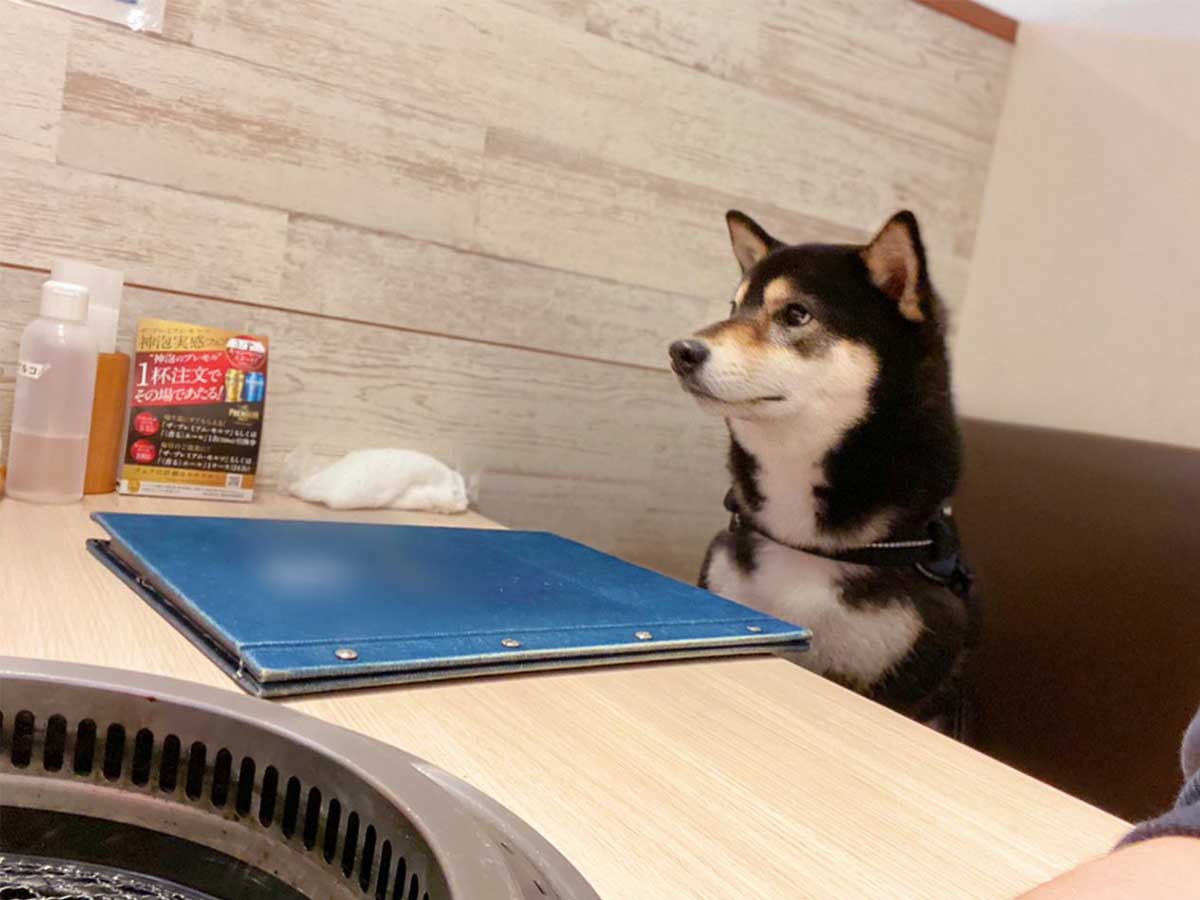 柴犬を 犬okの焼肉店 に連れて行くと 反応に 笑いがこみ上げる ニコニコニュース