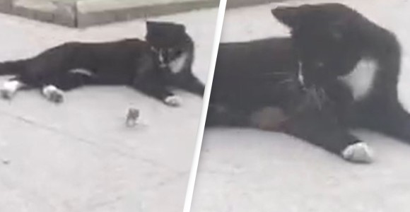 この作戦があったか！猫に追われていたネズミ、逆に猫の懐に入り込む（中国） | ニコニコニュース