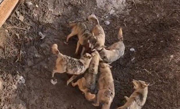 中国の動物園でオオカミの檻に愛犬を落とした客 犬はオオカミに噛み殺される ニコニコニュース