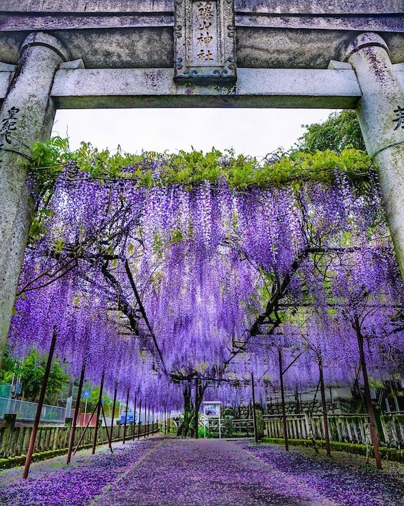 まるで鬼滅の 藤襲山 だ 佐世保 藤山神社に咲く藤が 恐ろしいほど美しい ニコニコニュース