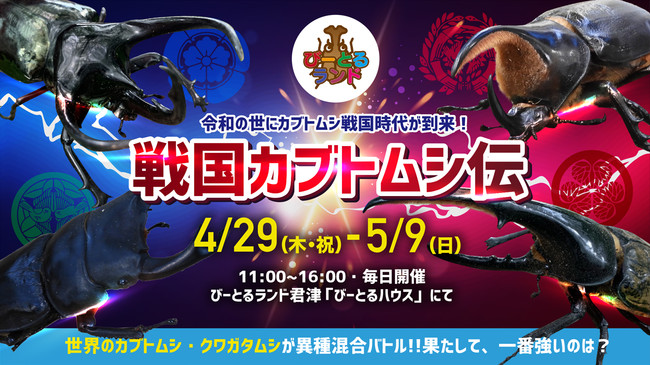甲虫たちが戦国武将になる Gwに 戦国カブトムシ伝 を開催 ニコニコニュース