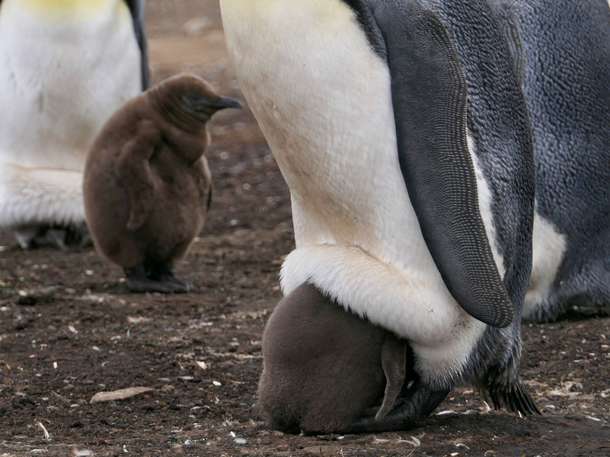 赤ちゃんペンギンの衝撃的な寝相 と飼育員が撮影した動画が 本当に衝撃 ニコニコニュース