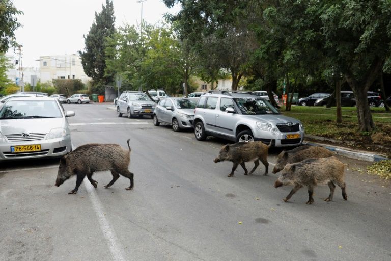 奈良の鹿のよう イノシシが街中どこにでもいる イスラエル ハイファの都市 ニコニコニュース