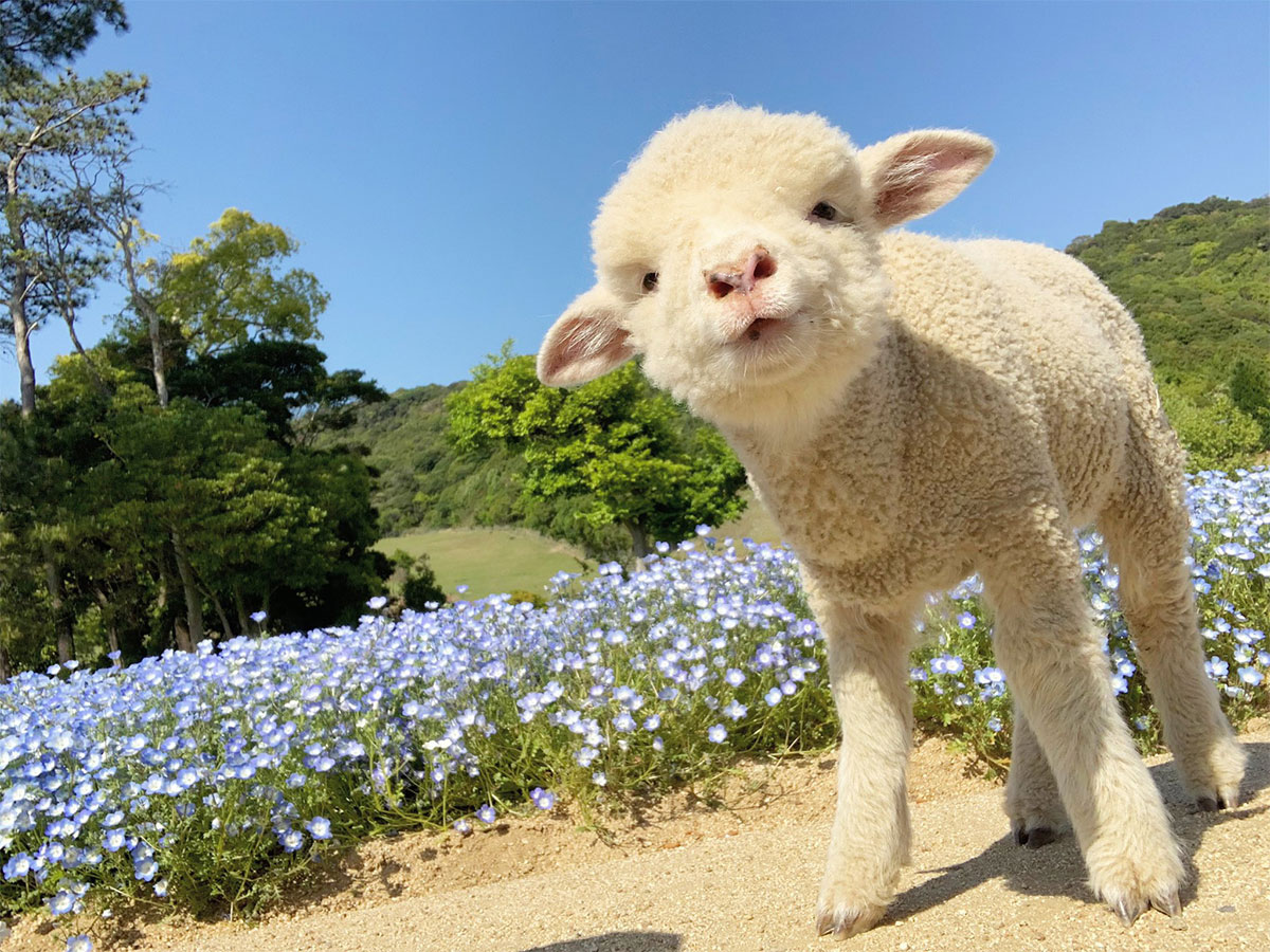 臨時休園中に ネモフィラ畑を散歩する子羊 かわいすぎる８枚の写真に癒される ニコニコニュース