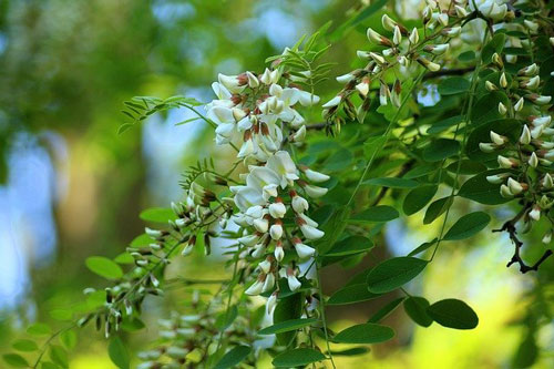 梨花 アカシアの花の天ぷらにファン どんな味 の声 ニコニコニュース