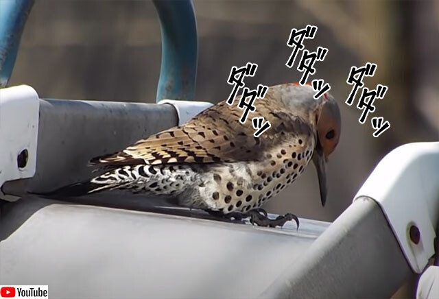 ドリルすんのか い キツツキが金属を突くとマシンガンを連射しているかのような爆音が鳴り響く 要音声 ニコニコニュース