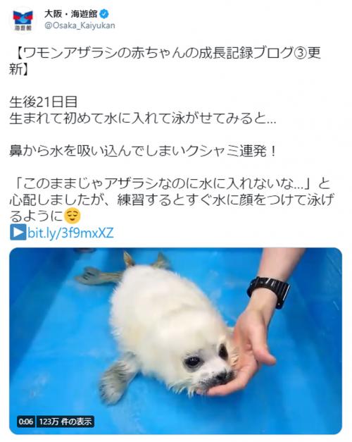 アザラシなのに泳げない 慣れない水にくしゃみ連発の赤ちゃん動画に15万超いいね ニコニコニュース