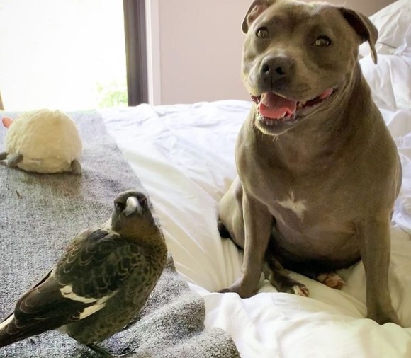 瀕死の状態だった鳥を発見した犬 保護したところ犬の母性が炸裂し母乳が出るように オーストラリア ニコニコニュース