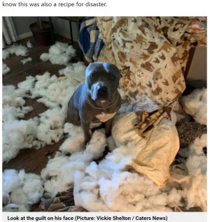 留守番中の犬が大暴れ 想像以上の破壊ぶりに飼い主 強盗が入ったのかと 米 ニコニコニュース