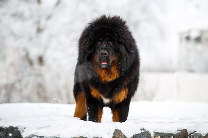 本気の大きさ 世界8種の大型犬図鑑 ニコニコニュース