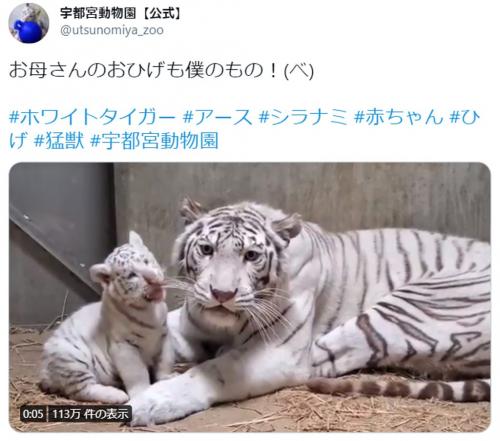 無邪気でかわいすぎ お母さんのひげで遊ぶホワイトタイガーの赤ちゃん動画に10万超いいね ニコニコニュース