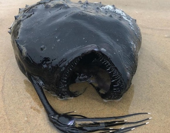 見た目のエイリアン感がヤバイ チョウチンアンコウが浜辺に打ち上げられる珍事案 アメリカ ニコニコニュース