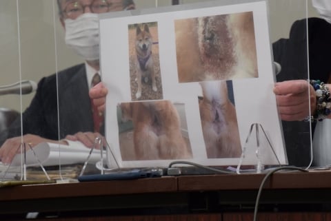 聞いたことのない悲鳴 お尻噛まれた柴犬が後遺症 噛んだ犬の飼い主に賠償命令 ニコニコニュース