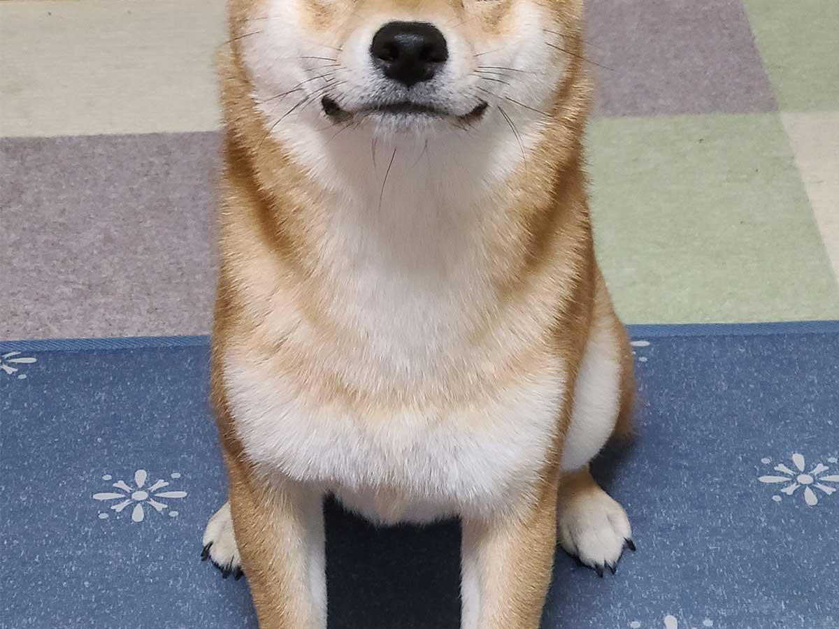 柴犬にカメラを向けると 完成した１枚が 証明写真 そのもの ニコニコニュース